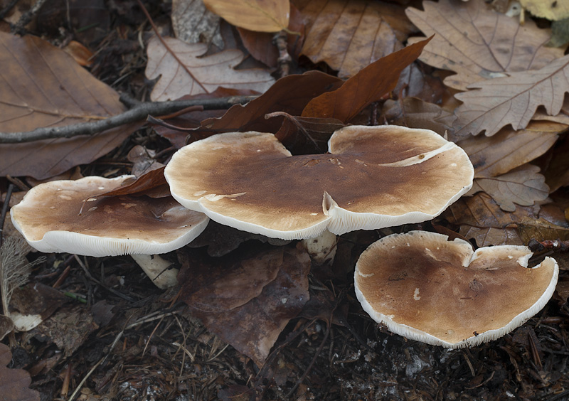 Leucopaxillus gentianeus